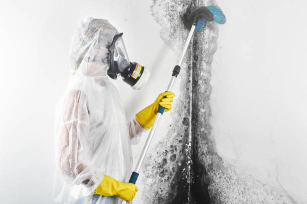 Best Attic Mold Removal  in Burton, OH