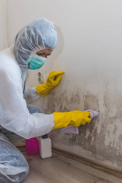Best Crawl Space Mold Remediation  in Burton, OH