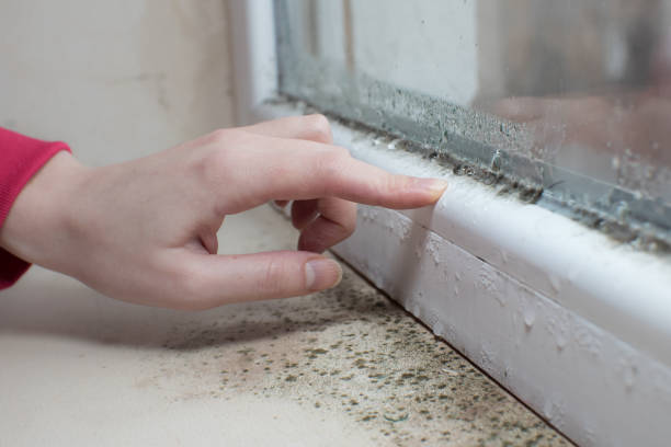 Best Asbestos and Lead Testing During Mold Inspection  in Burton, OH