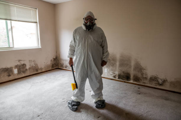 Best Attic Mold Removal  in Burton, OH